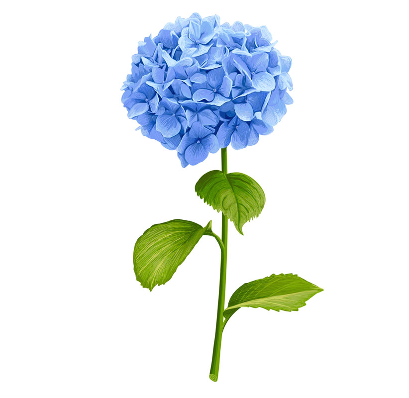 شاخه گل ادریسی (هورتانسیا)